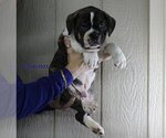 Small #3 Olde English Bulldogge