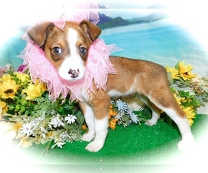 Border Collie-Rat Terrier Mix Puppy for sale in HAMMOND, IN, USA