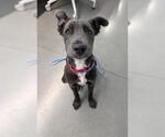 Small #1 Labrador Retriever Mix