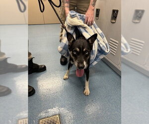 Siberian Husky-Unknown Mix Dogs for adoption in Pearland, TX, USA