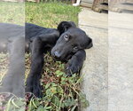 Olive - Female Mutt Dog for Adoption - Small photo