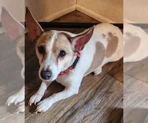 Jack Russell Terrier Dogs for adoption in Walnutport, PA, USA