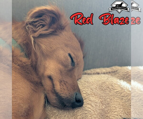 Medium Photo #6 Dachshund-Unknown Mix Puppy For Sale in San Antonio, TX, USA