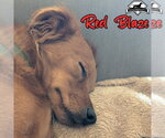 Small Photo #6 Dachshund-Unknown Mix Puppy For Sale in San Antonio, TX, USA