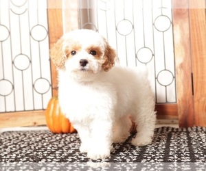 Poodle (Toy) Puppy for sale in NAPLES, FL, USA