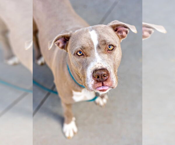 Medium Photo #2 American Pit Bull Terrier-Unknown Mix Puppy For Sale in Ball Ground, GA, USA