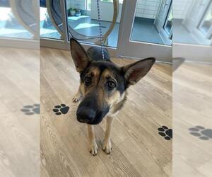 German Shepherd Dog Dogs for adoption in Pearland, TX, USA