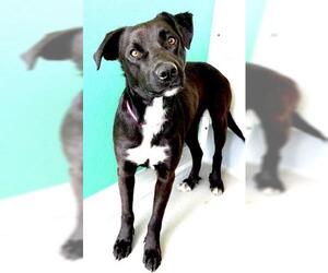 Labrador Retriever-Unknown Mix Dogs for adoption in Visalia, CA, USA
