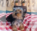 Small Photo #2 Yorkshire Terrier Puppy For Sale in HUDDLESTON, VA, USA