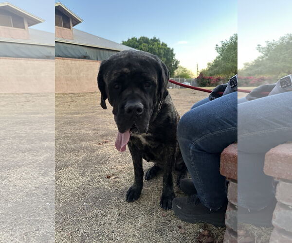 Medium Photo #2 Mastiff Puppy For Sale in Goodyear, AZ, USA