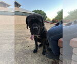 Small #1 Mastiff