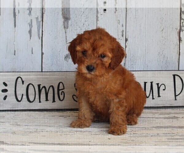Medium Photo #2 Poodle (Toy) Puppy For Sale in FREDERICKSBURG, OH, USA