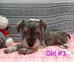 Puppy Girl 3 Schnauzer (Miniature)