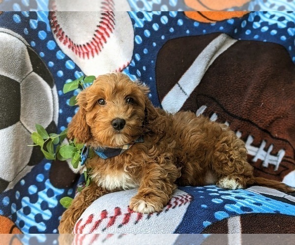 Medium Photo #3 Cavapoo Puppy For Sale in KIRKWOOD, PA, USA