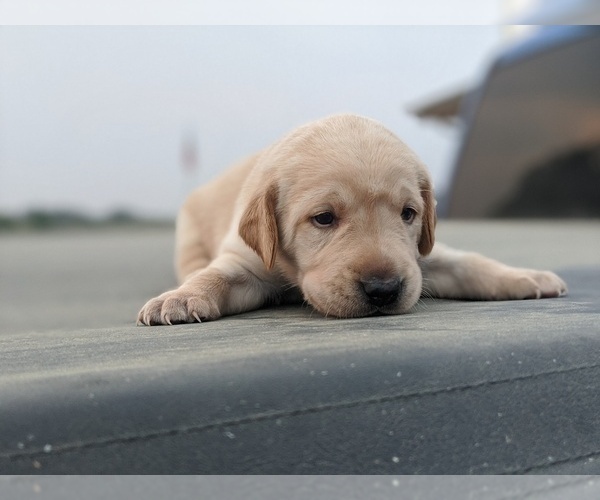 Medium Photo #15 Labrador Retriever Puppy For Sale in EATON, CO, USA