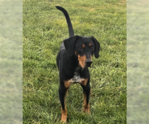 Coonhound-Doberman Pinscher Mix Dogs for adoption in Sistersville, WV, USA