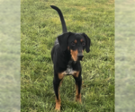 Small Photo #1 Coonhound-Doberman Pinscher Mix Puppy For Sale in Sistersville, WV, USA
