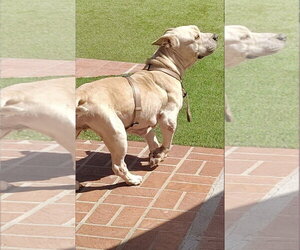 Angelina - Female Basset Hound-Unknown Mix Dog for Adoption - Photo #5