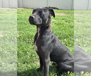 American Pit Bull Terrier-Unknown Mix Dogs for adoption in Corning, AR, USA