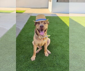 Pancho - Male German Shepherd Dog-Unknown Mix Dog for Adoption - Photo #2