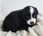 Small Photo #4 Miniature Australian Shepherd Puppy For Sale in PRAIRIE GROVE, AR, USA