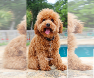Father of the Goldendoodle (Miniature) puppies born on 07/26/2025