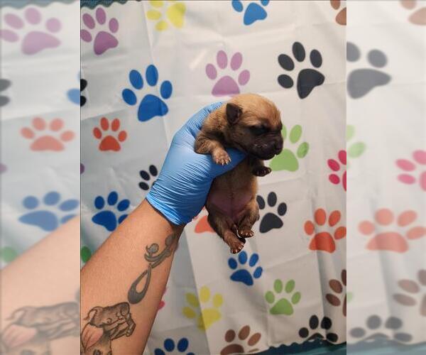 Medium Photo #1 German Shepherd Dog Puppy For Sale in Houston, TX, USA