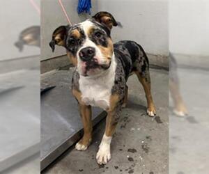 American Staffordshire Terrier Dogs for adoption in Camarillo, CA, USA