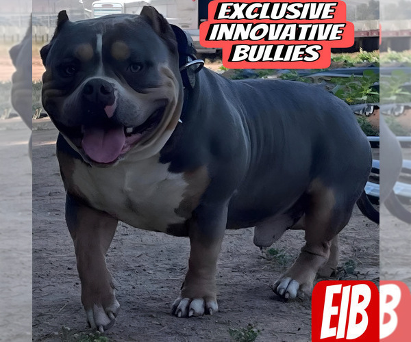 Medium Photo #8 American Bully Puppy For Sale in BAKERSFIELD, CA, USA