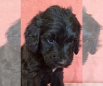 Small Photo #20 Bernedoodle Puppy For Sale in COOLIDGE, AZ, USA