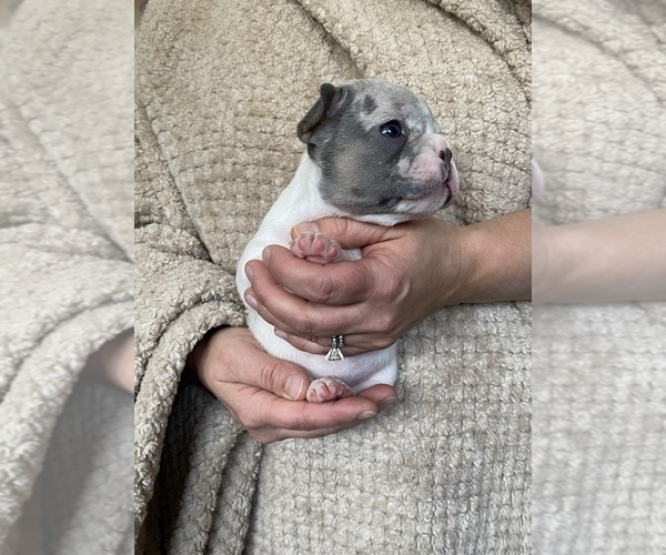 Medium Photo #7 French Bulldog Puppy For Sale in HILTON, NY, USA
