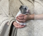 Small Photo #7 French Bulldog Puppy For Sale in HILTON, NY, USA