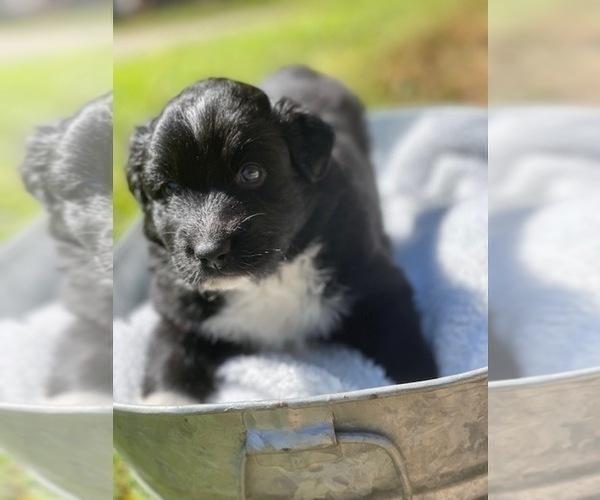 Medium Photo #13 Australian Shepherd Puppy For Sale in YADKINVILLE, NC, USA