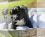 Small Photo #13 Australian Shepherd Puppy For Sale in YADKINVILLE, NC, USA