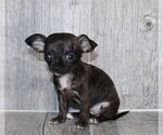 Small #25 Chihuahua