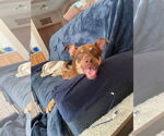 Small #1 Australian Shepherd Mix
