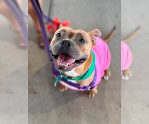 American Staffordshire Terrier-Unknown Mix Dogs for adoption in Holly Springs, NC, USA