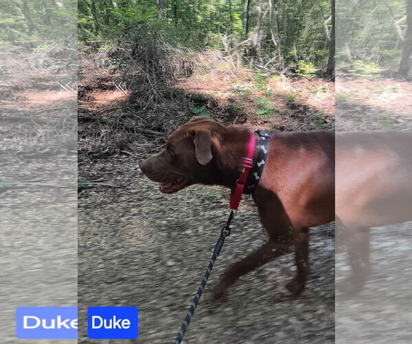 Medium Photo #4 Mutt Puppy For Sale in Farmerville, LA, USA