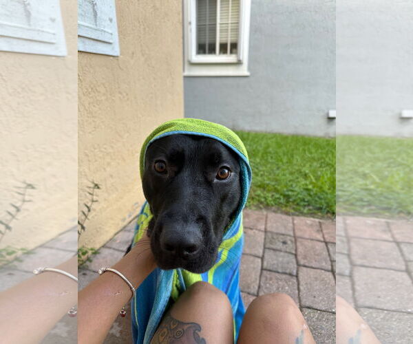 Medium Photo #3 Shepradors Puppy For Sale in Miami, FL, USA