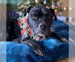 Small #27 American Pit Bull Terrier