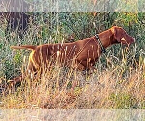Father of the Vizsla puppies born on 06/19/2022