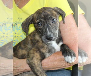 Anatolian Shepherd-Unknown Mix Dogs for adoption in Prattville, AL, USA