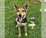 Small #2 German Shepherd Dog Mix