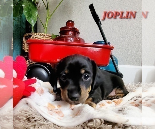 Medium Photo #6 Dachshund Puppy For Sale in THORNTON, CO, USA