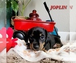 Small Photo #6 Dachshund Puppy For Sale in THORNTON, CO, USA