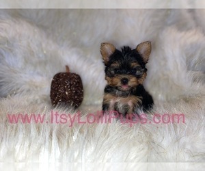 Yorkshire Terrier Puppy for sale in HAYWARD, CA, USA