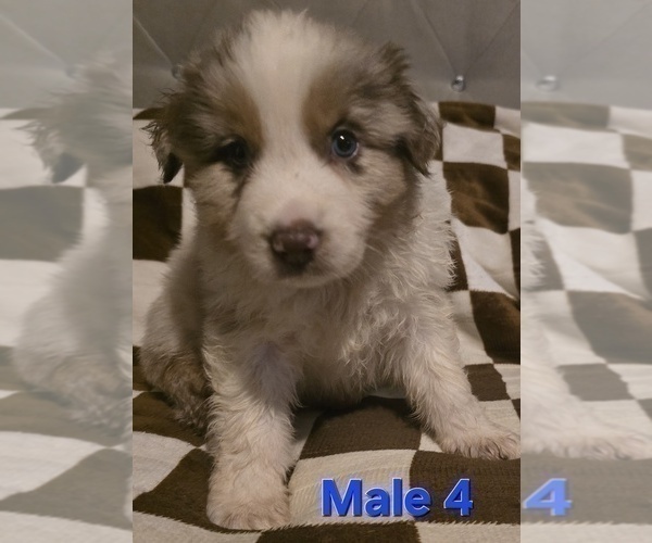 Medium Photo #2 Australian Shepherd Puppy For Sale in ROY, UT, USA