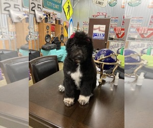 Aussiedoodle-Poodle (Standard) Mix Puppy for sale in BREMEN, AL, USA