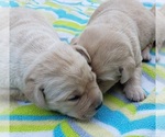 Small #34 Labrador Retriever