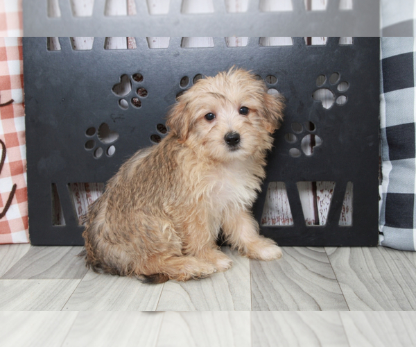 Medium Photo #1 Morkie Puppy For Sale in MARIETTA, GA, USA